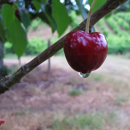 Quinta Do Cerquito בית חווה Ferreira do Zêzere