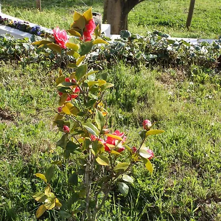 Farm stay Quinta Do Cerquito