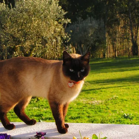 Farm stay Quinta Do Cerquito *