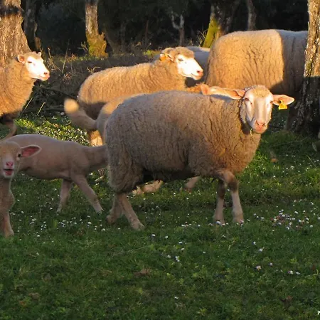 בית חווה Quinta Do Cerquito Ferreira do Zêzere