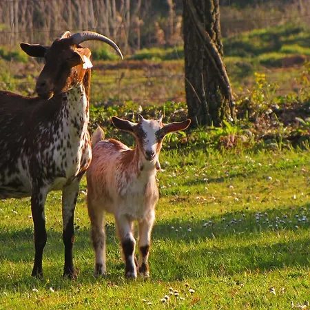 Quinta Do Cerquito Ferreira do Zêzere