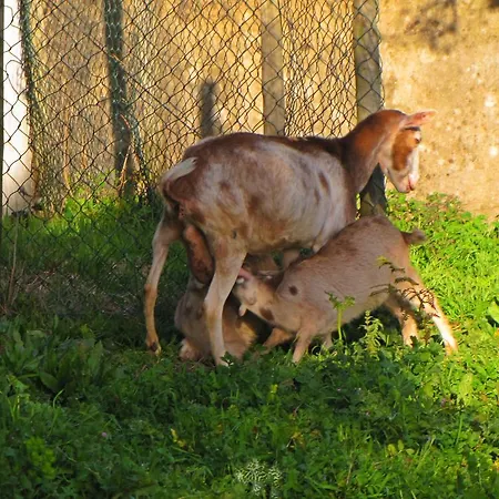 Farm stay Quinta Do Cerquito