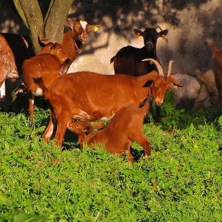 Quinta Do Cerquito Ferreira do Zêzere