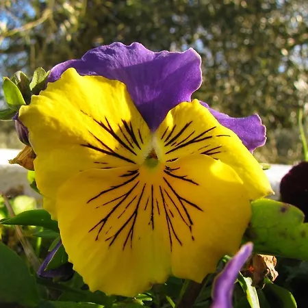 בית חווה Quinta Do Cerquito Ferreira do Zêzere