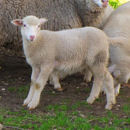 Quinta Do Cerquito * Ferreira do Zêzere