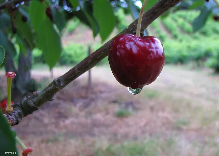 Quinta Do Cerquito Gospodarstwo agroturystyczne Ferreira do Zêzere