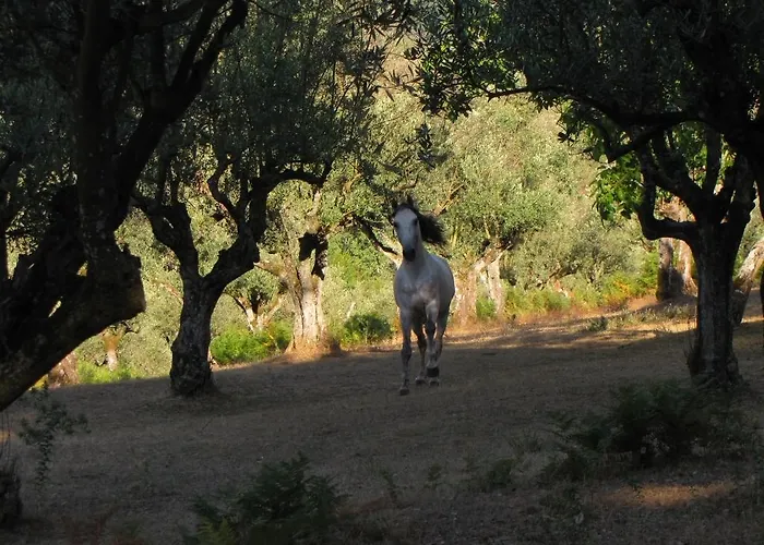 Quinta Do Cerquito Ferreira do Zêzere