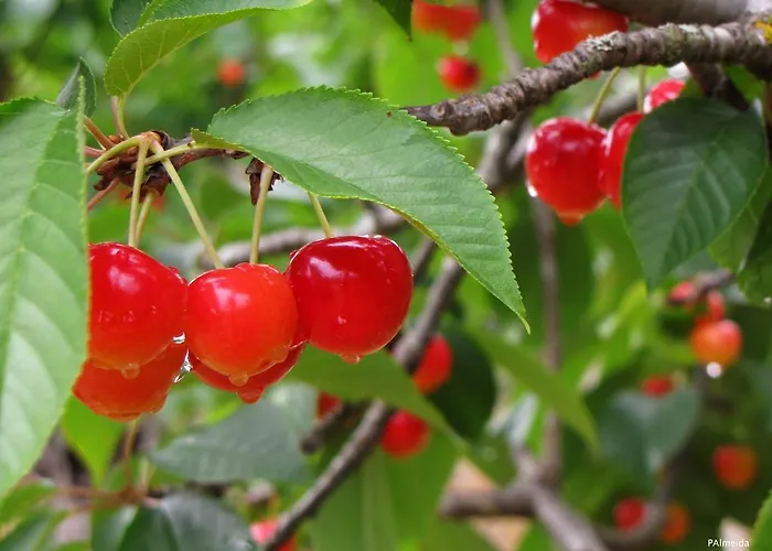 Quinta Do Cerquito *