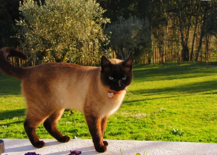 Agroturismo Quinta Do Cerquito *