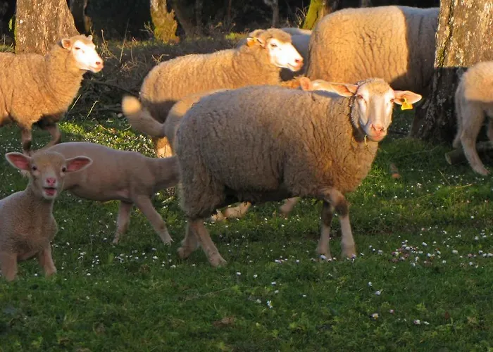 ファームステイ Quinta Do Cerquito Ferreira do Zêzere