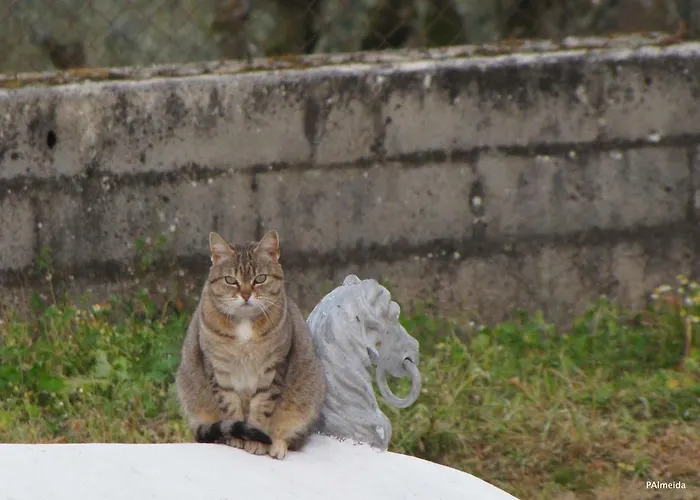 Quinta Do Cerquito Ferreira do Zêzere