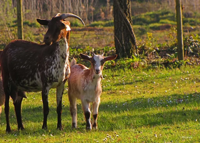 Quinta Do Cerquito Ferreira do Zêzere