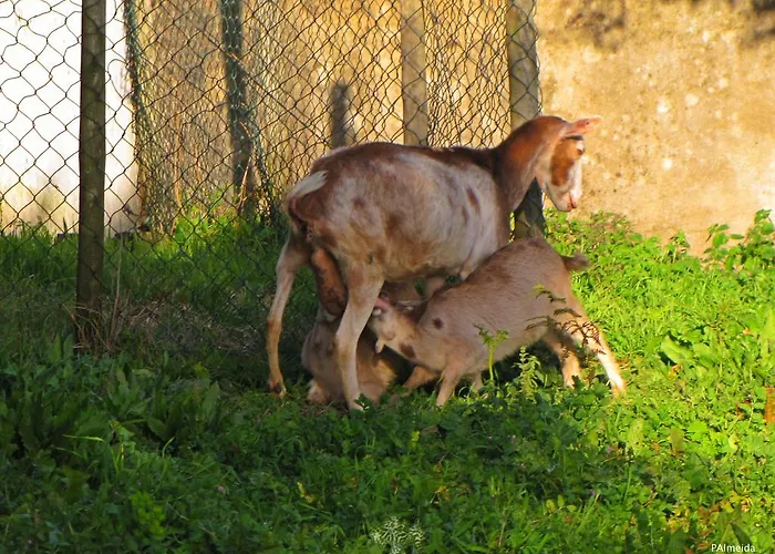 Agroturismo Quinta Do Cerquito