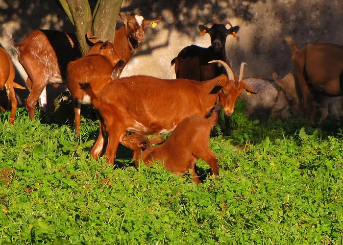 Quinta Do Cerquito Ferreira do Zêzere
