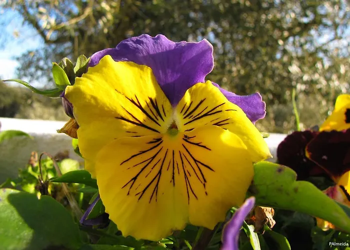 ファームステイ Quinta Do Cerquito Ferreira do Zêzere