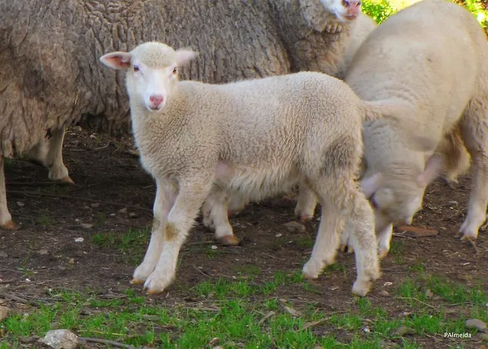 Quinta Do Cerquito * Ferreira do Zêzere